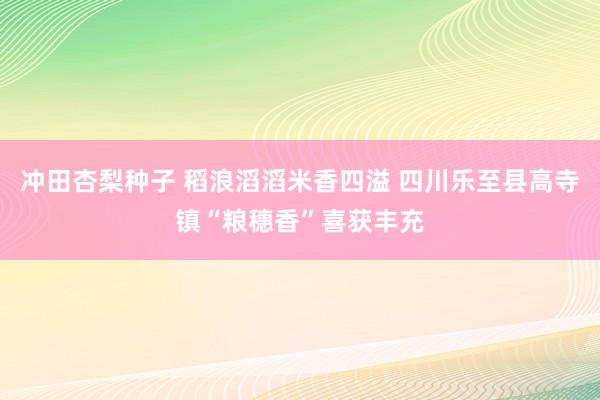 冲田杏梨种子 稻浪滔滔米香四溢 四川乐至县高寺镇“粮穗香”喜获丰充